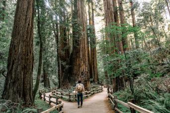Private San Francisco Grand City, Muir Woods and Sausalito Tour